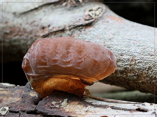 Echt judasoor - Hirneola auricula-judae