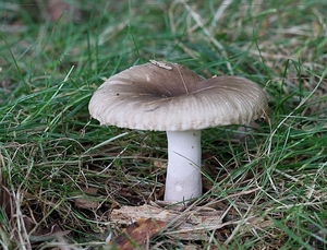 Berijpte russula - Russula parazurea