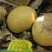 Gele aardappelbovist - Scleroderma citrinum