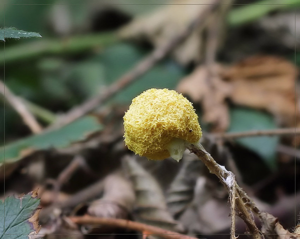 Heksenboter -  Fuligo septica