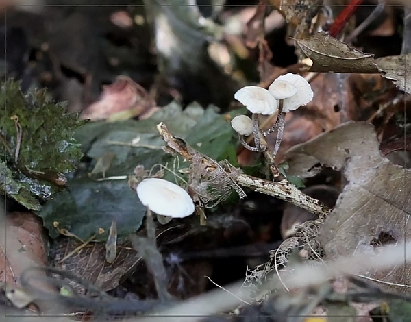 Takruitertje - Marmasmiellus ramealis