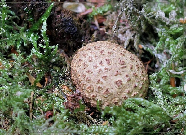 Gele aardappelbovist - Scleroderma citrinum  (