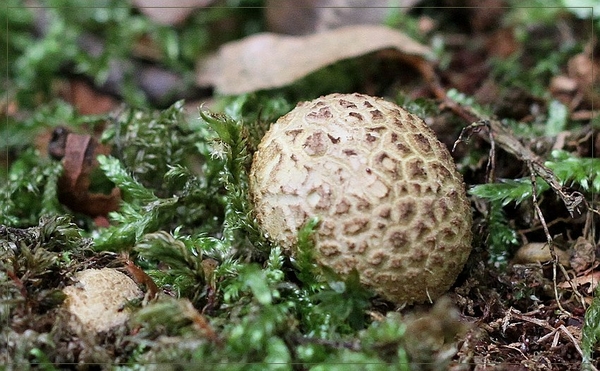 Gele aardappelbovist - Scleroderma citrinum