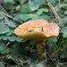 Gele ringboleet - Suillus grevillei