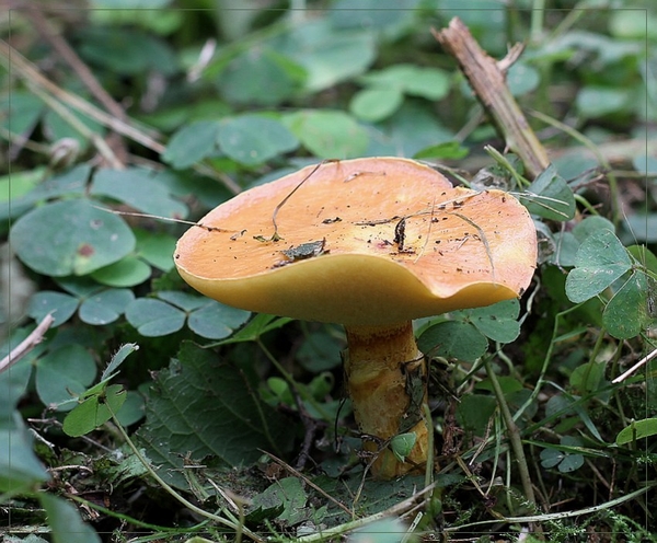 Gele ringboleet - Suillus grevillei