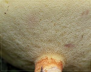 Gele ringboleet - Suillus grevillei