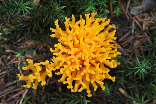 Kleverig koraalzwam - Calocera viscosa