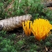 Kleverig koraalzwam - Calocera viscosa