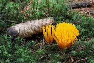 Kleverig koraalzwam - Calocera viscosa