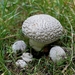 Parelamaniet - Amanita rubescens