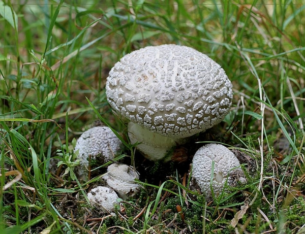 Parelamaniet - Amanita rubescens