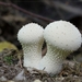 Parelstuifzwam - Lycoperdon perlatum