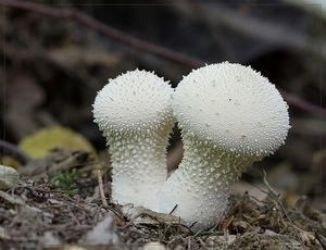 Parelstuifzwam - Lycoperdon perlatum