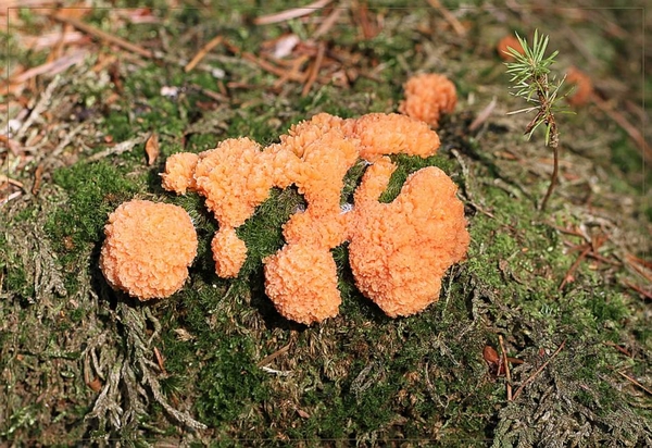 Rossig buiskussen - Tubulifera arachnoidea