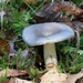 Violetgroene russula - Russula ionochlora