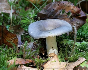 Violetgroene russula - Russula ionochlora