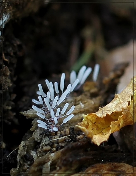 Zilveren schijnpluimpje - Stemonitopsis typhina