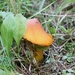 Zwartwordende wasplaat (f.pseudoconica) - Hygrocybe conica f. pse