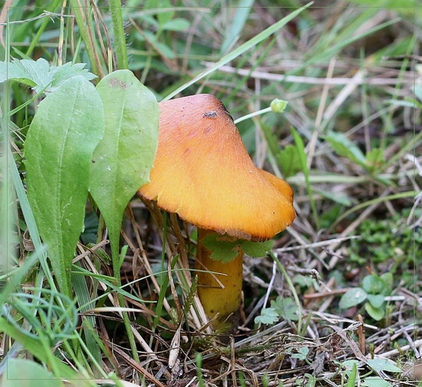 Zwartwordende wasplaat (f.pseudoconica) - Hygrocybe conica f. pse