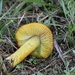 Zwartwordende wasplaat (f.pseudoconica) - Hygrocybe conica f. pse