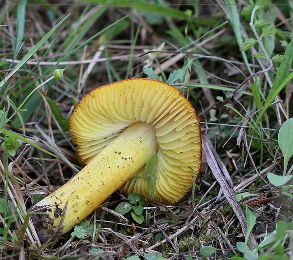 Zwartwordende wasplaat (f.pseudoconica) - Hygrocybe conica f. pse