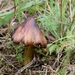 Zwartwordende wasplaat (f.pseudoconica) - Hygrocybe conica f. pse