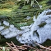 Boomvormig ijsvingerje - Ceratiomyxa fruticulosa var. arbuscula