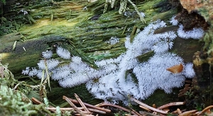 Boomvormig ijsvingerje - Ceratiomyxa fruticulosa var. arbuscula