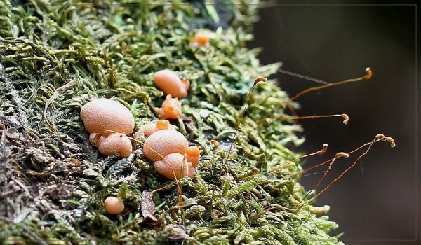 Gewone boomwrat - Lycogala epidendrum