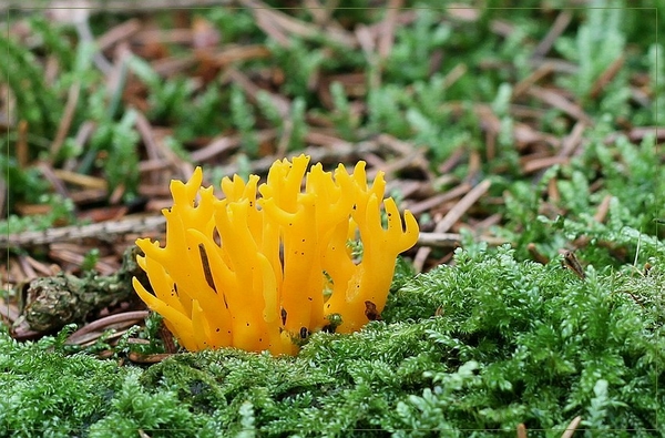 Kleverig koraalzwammetje - Calocera viscosa