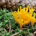 Kleverig koraalzwammetje - Calocera viscosa