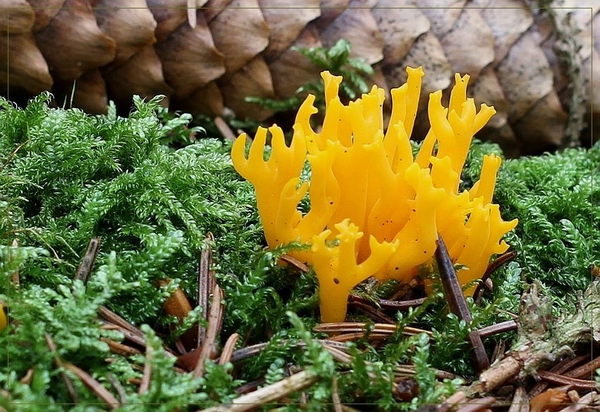 Kleverig koraalzwammetje - Calocera viscosa