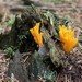 Kleverig koraalzwammetje - Calocera viscosa