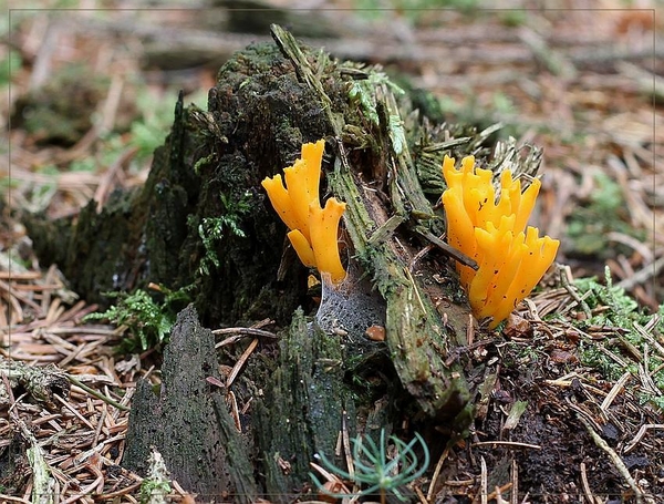 Kleverig koraalzwammetje - Calocera viscosa