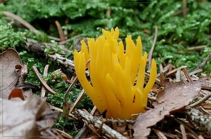 Kleverig koraalzwammetje - Calocera viscosa