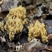 Slappe koraalzwam - Ramaria flaccida