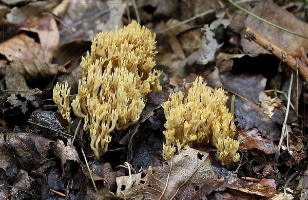 Slappe koraalzwam - Ramaria flaccida