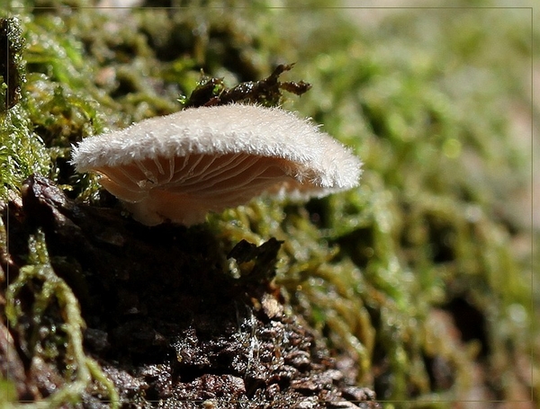 Waaiertje - Schizophyllum commune