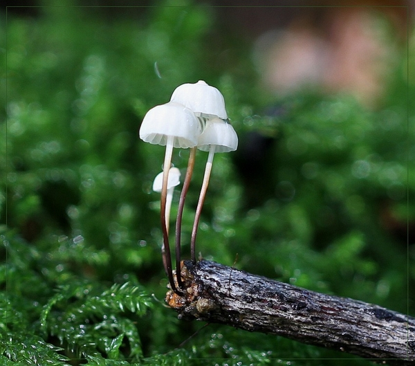 Witte taailing - Marasmius epiphyllus