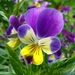 Viooltje (Driekleurig -) 02a