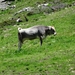 3a Flimjoch(2753m)--Idalpe wandeling _DSC00014