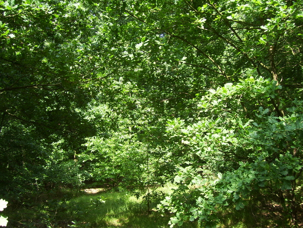 Wandeling langs Borgersteinpark - 16 juli 2015