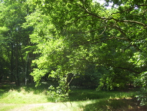 Wandeling langs Borgersteinpark - 16 juli 2015