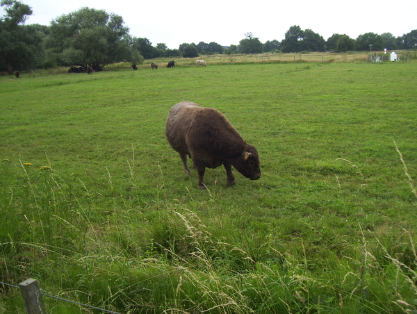 Wandeling langs Bonheiden - 23 juli 2015