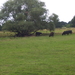 Wandeling langs Bonheiden - 23 juli 2015