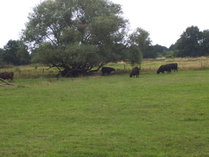 Wandeling langs Bonheiden - 23 juli 2015