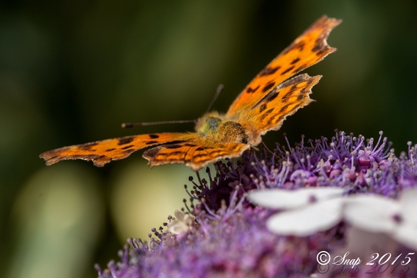 natuur 2015-1044