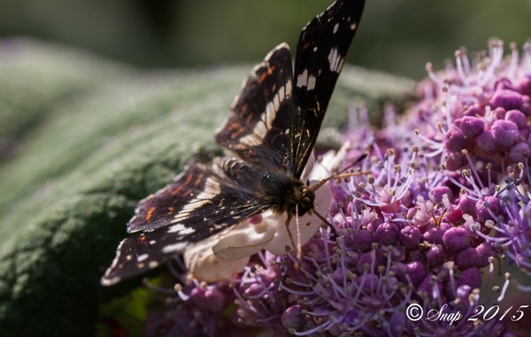 natuur 2015-1053