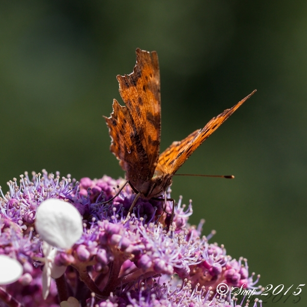 natuur 2015-1102