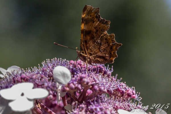 natuur 2015-1104